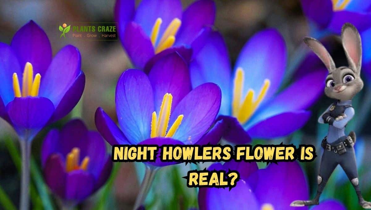 Is Night Howlers Flower Real? Everything You Need To Know