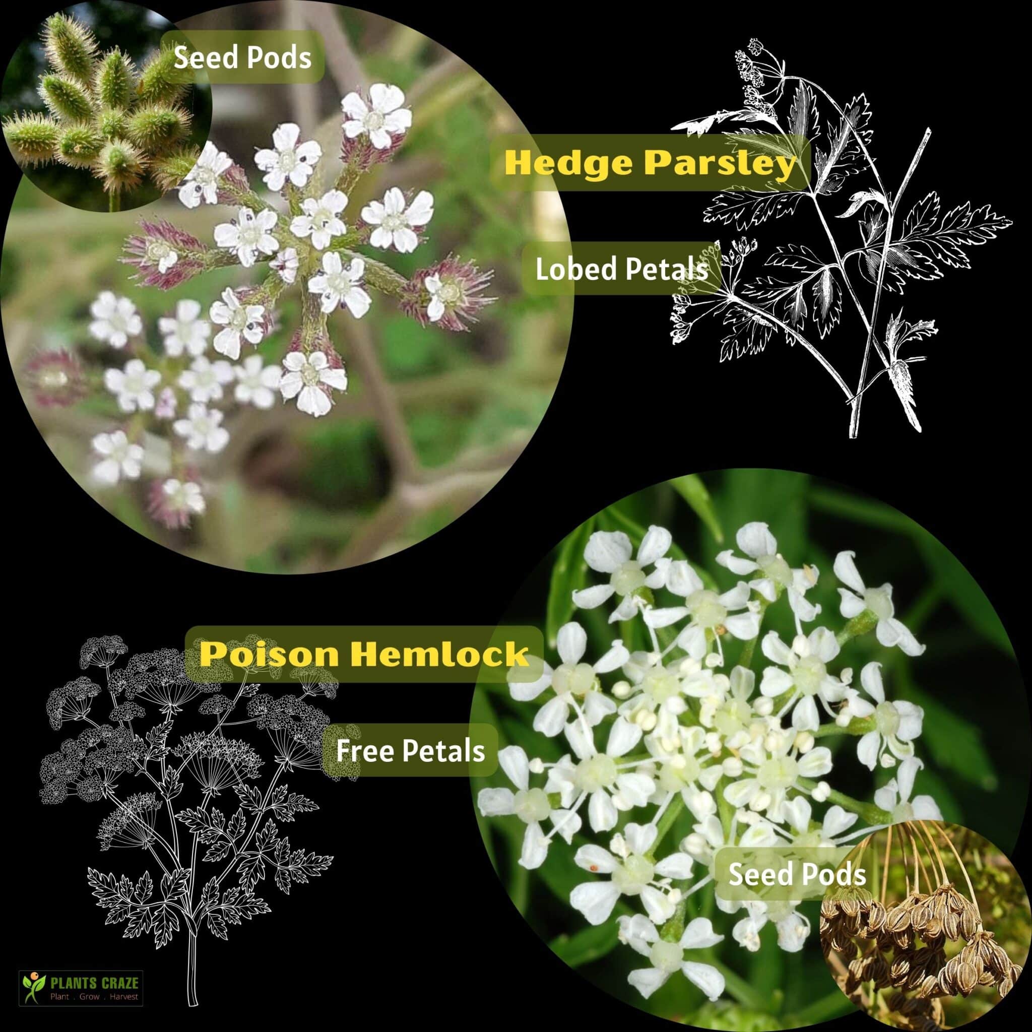 Image illustrates the flowers of Hemlock and Hedge Parsley