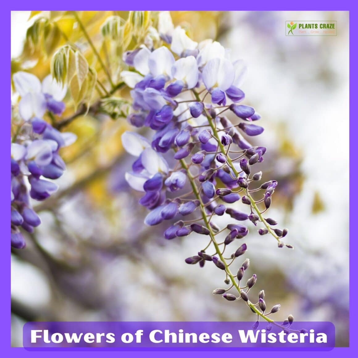 Blue Chinese Wisteria Tree Pros And Cons To Know