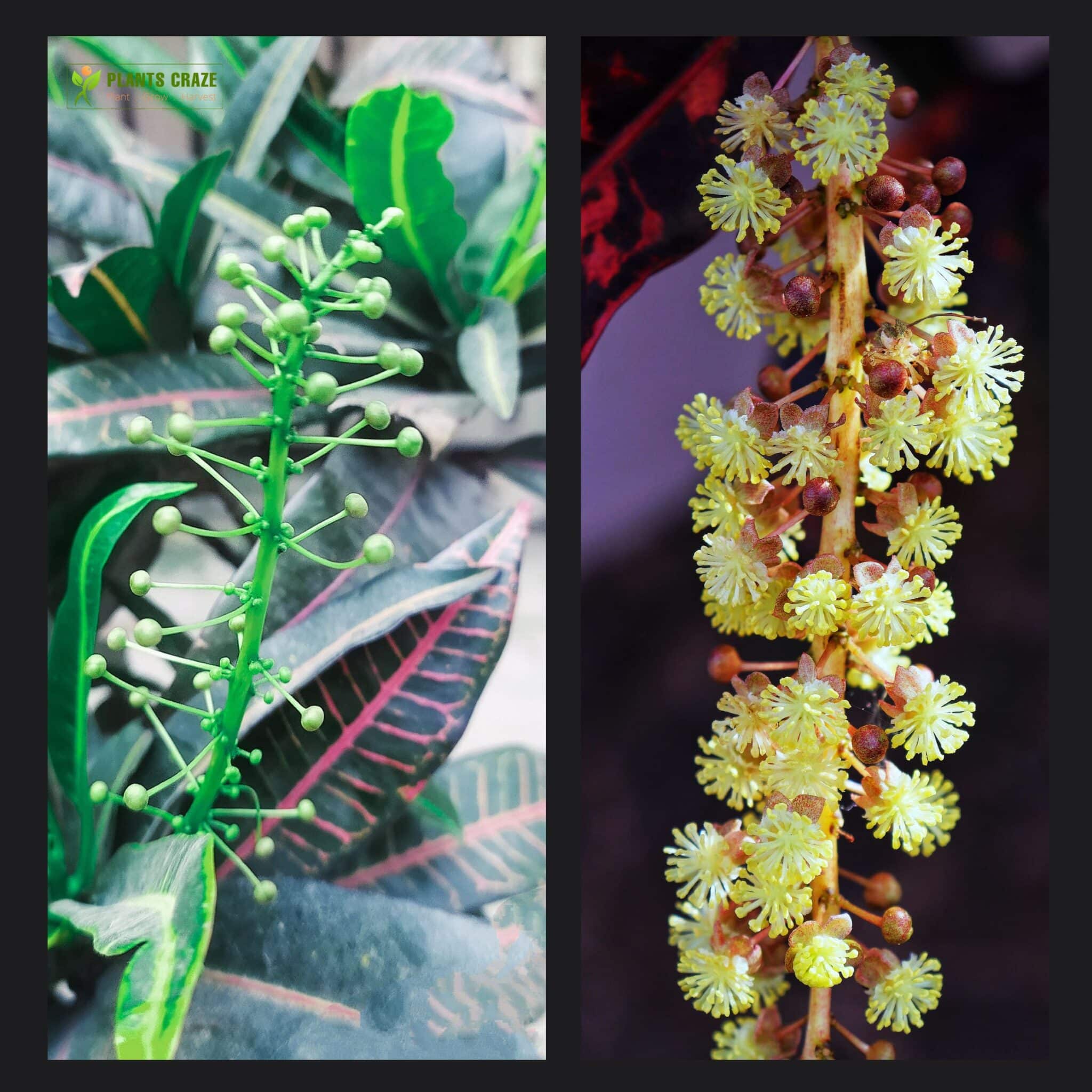 Image illustrates the flowers of Croton plant