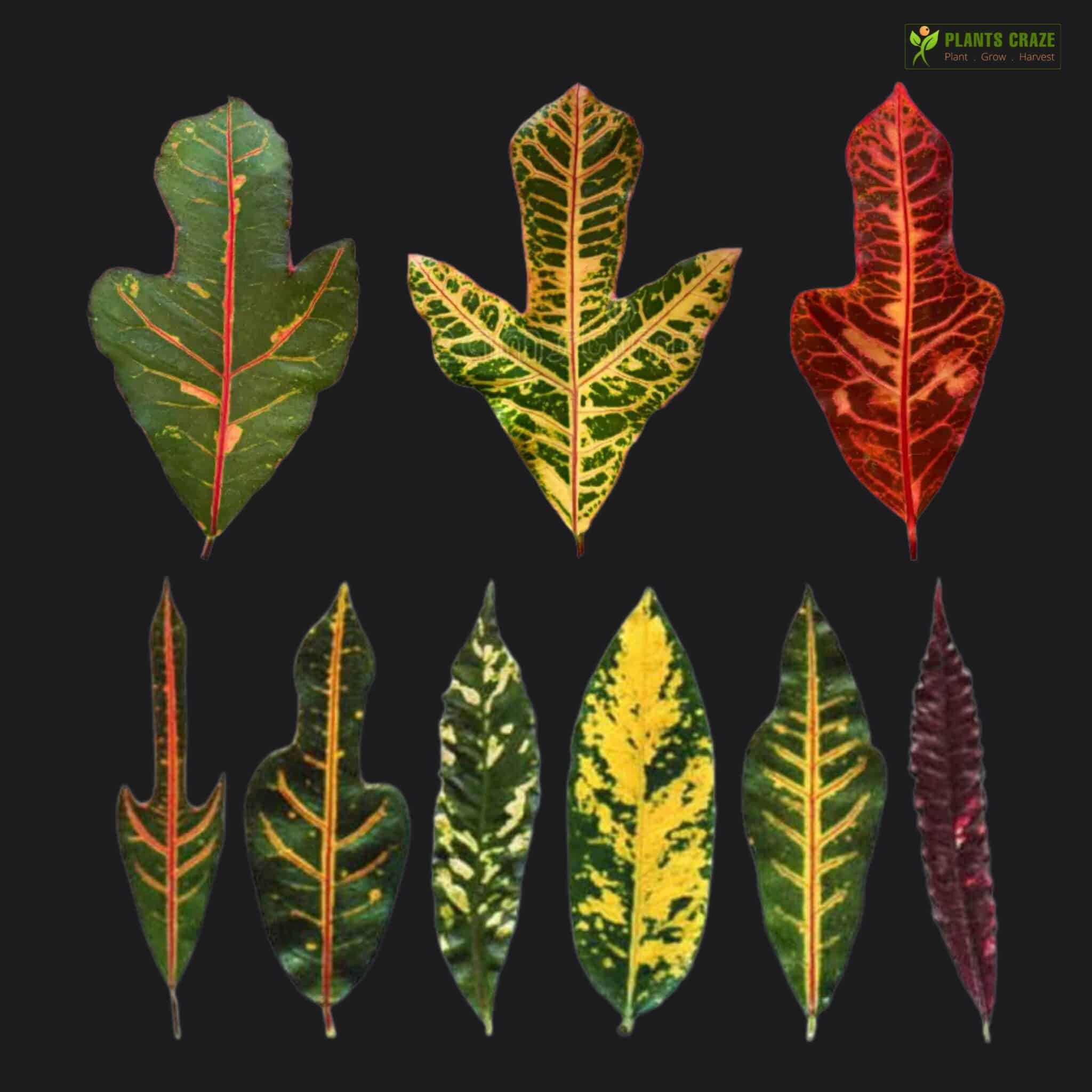 Image illustrates leaf shapes of Garden Croton plant