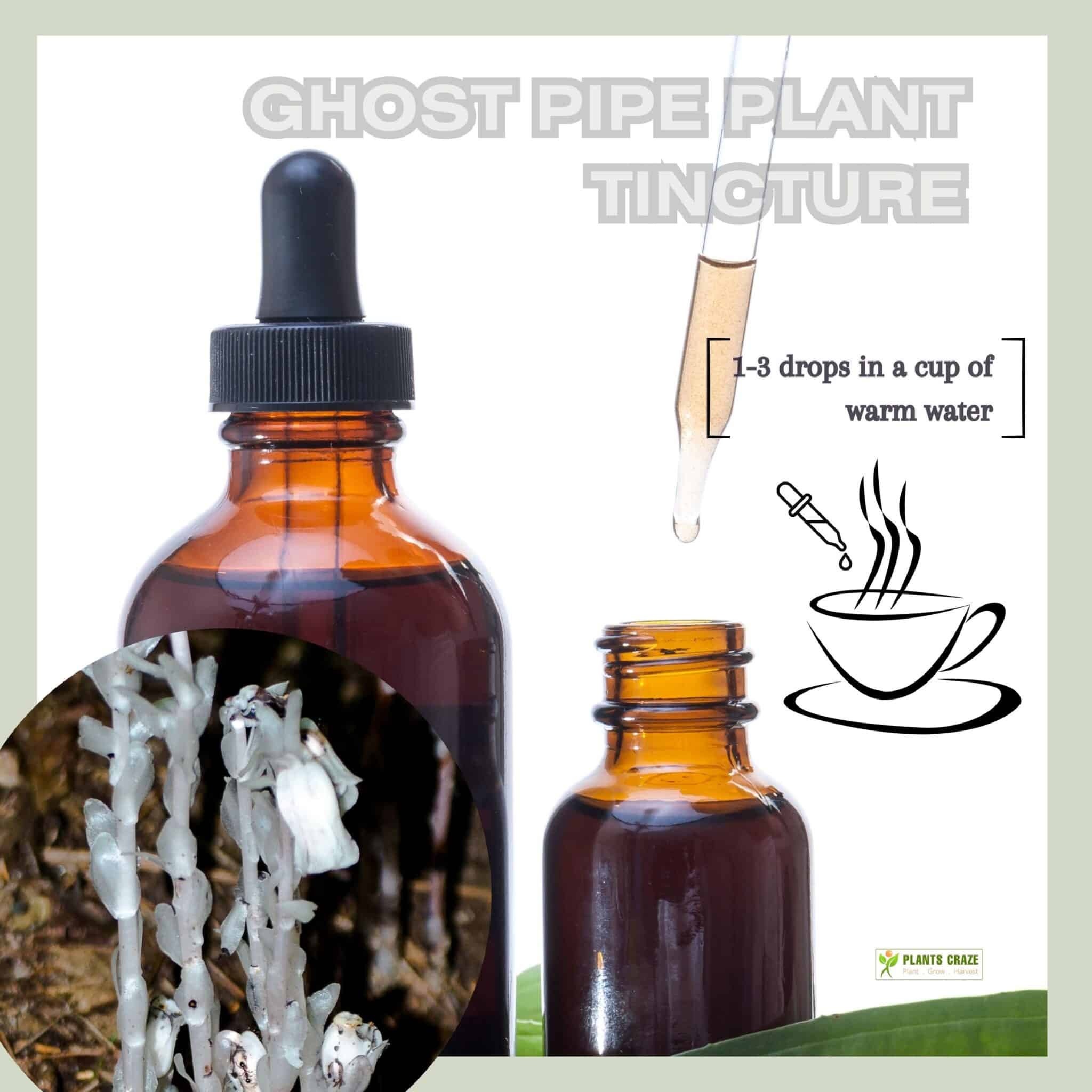 Image illustrates the usage of Ghost Pipe plant tincture