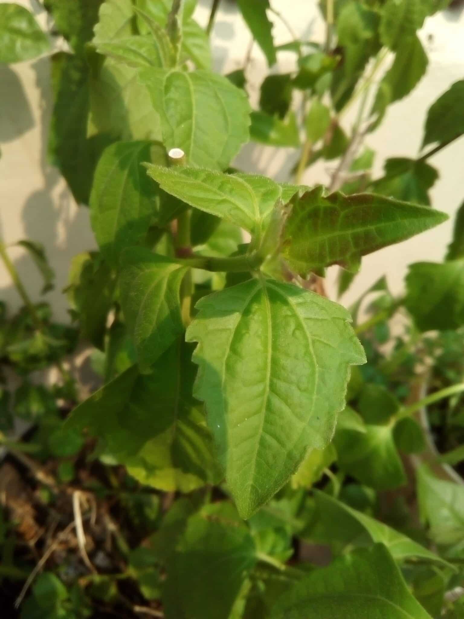 Chromolaena odorata plant 