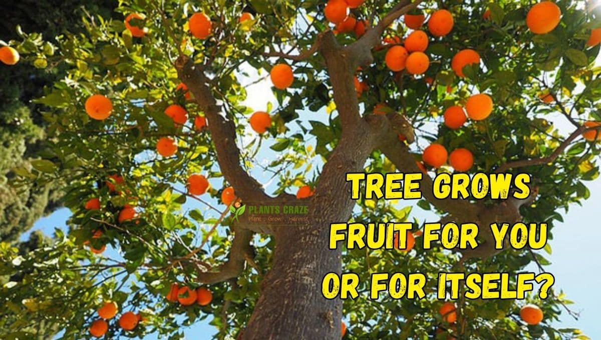 Why Do Trees Grow Fruit? Everything You Need To Know
