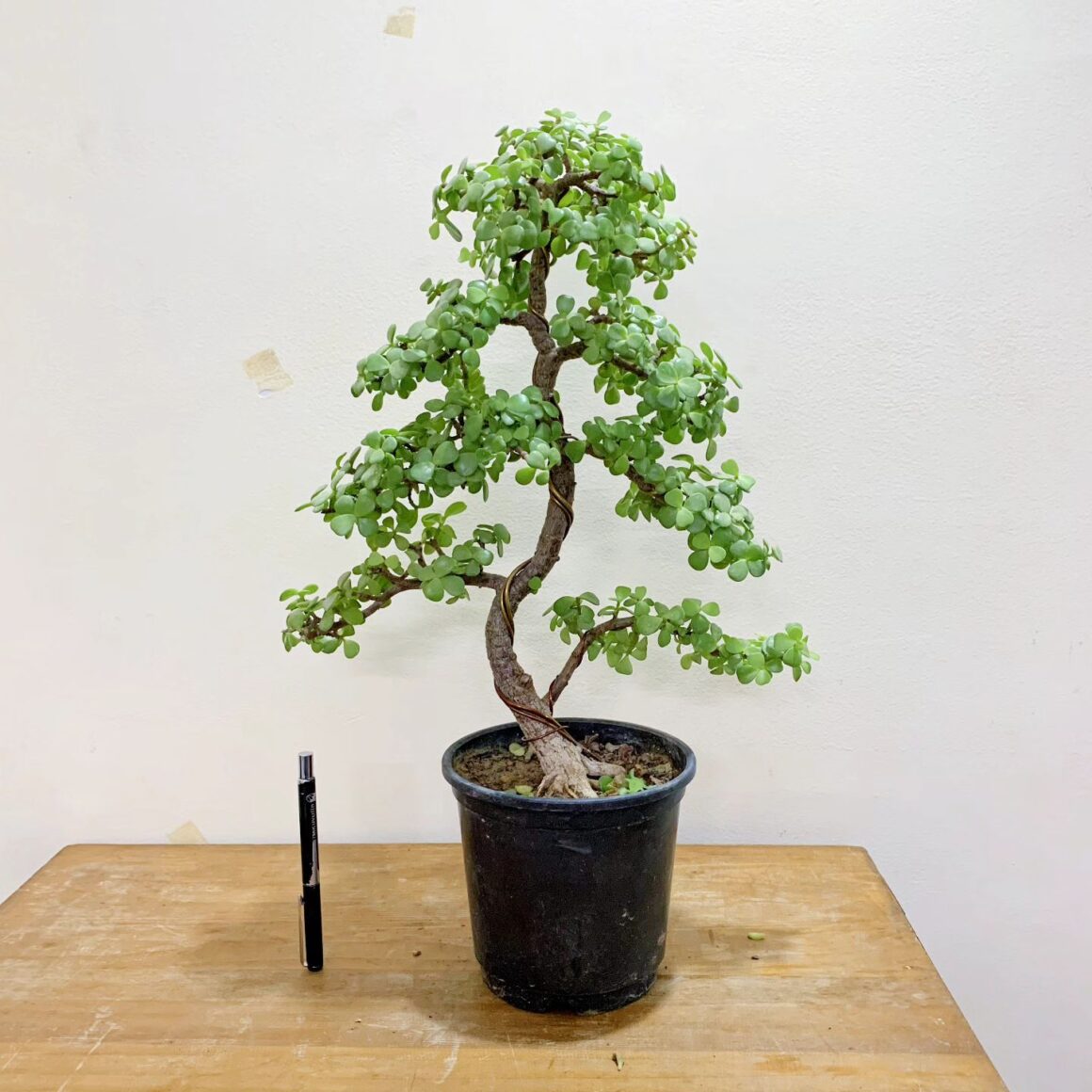 Hole In Jade Plant? Learn Everything Before You Treat It