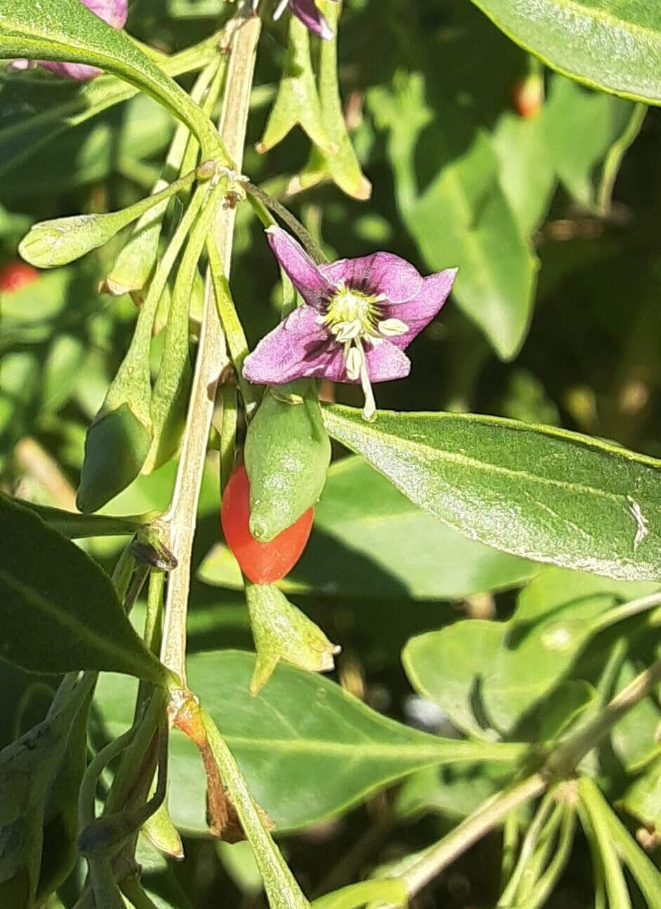 Lycium barbarum fruit and flower