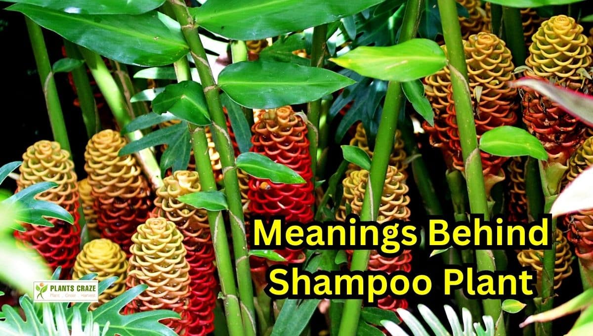 Shampoo Ginger Meaning & Symbolism Ultimate Guide