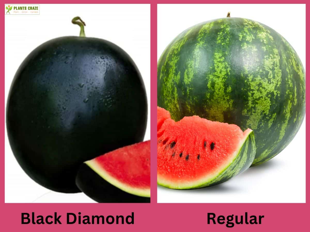 Black Diamond on left vs Regular watermelon on the right