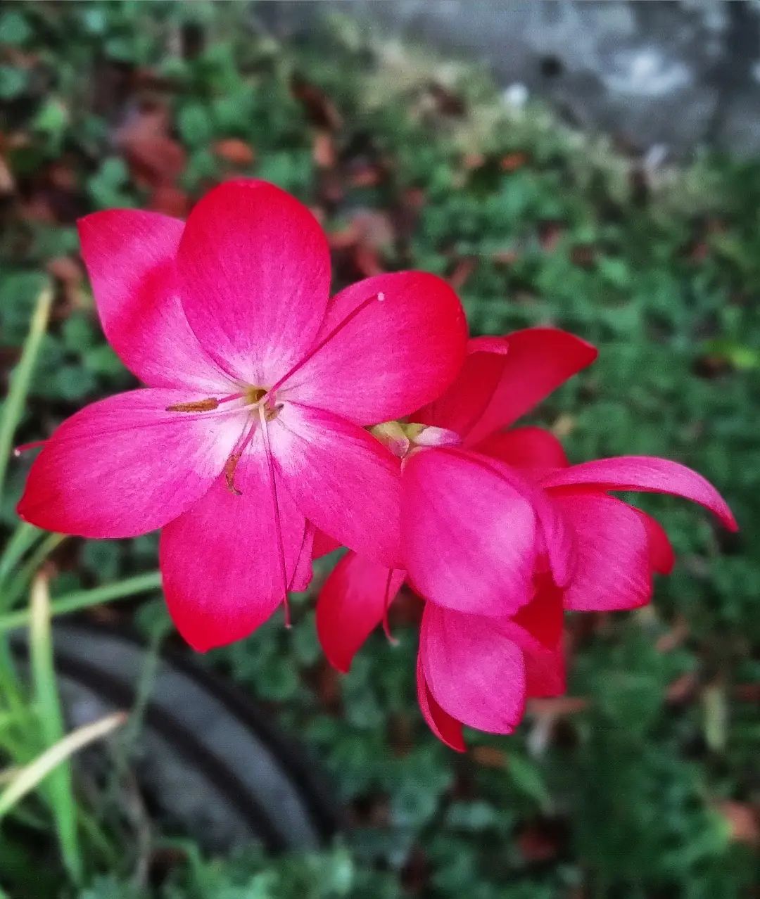 River Lily blooming