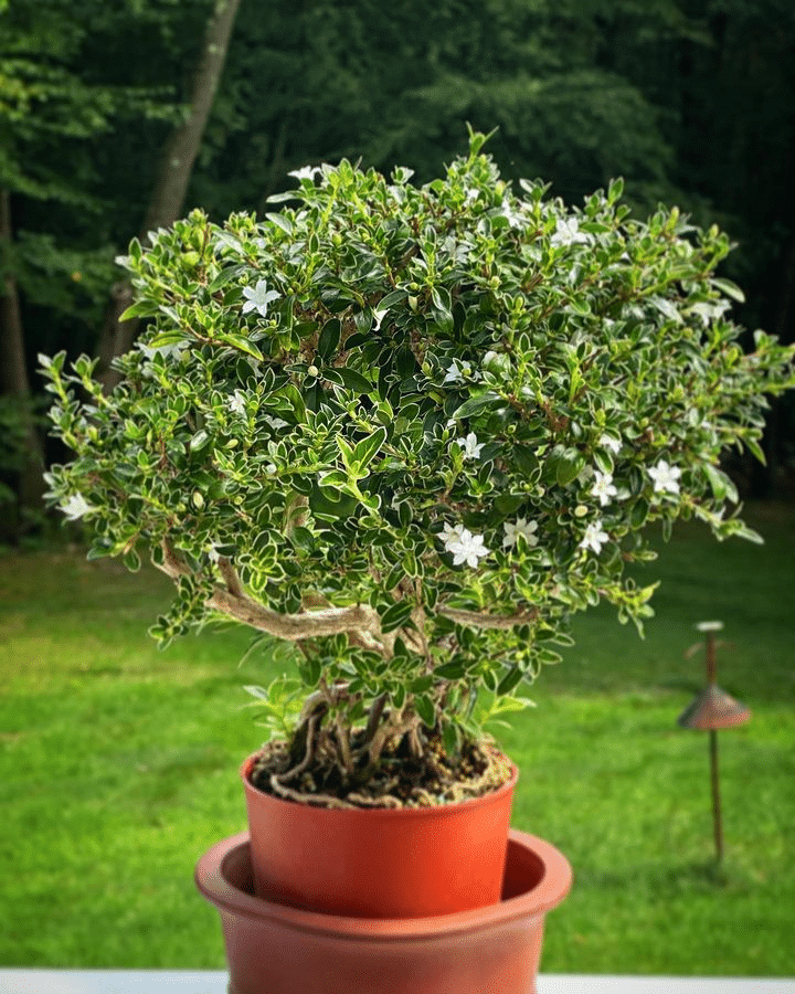 Image illustrates potted Snow Rose plant