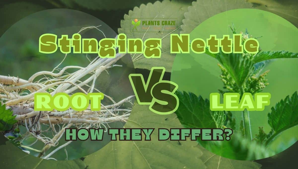 Stinging Nettle Root Vs Leaf: Big Differences To Know