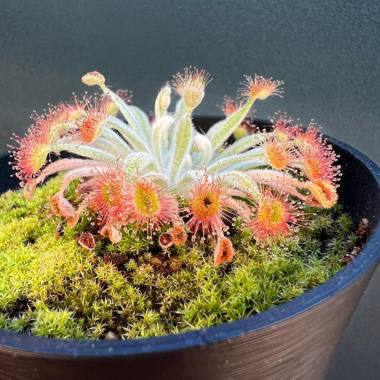 Discover The Enchanting World Of Sundew Plants: Carnivorous Beauties For Your Collection