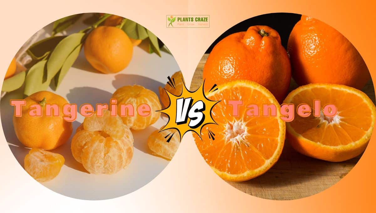 Tangelo Vs Tangerine: Differences Of Orange Look Alikes