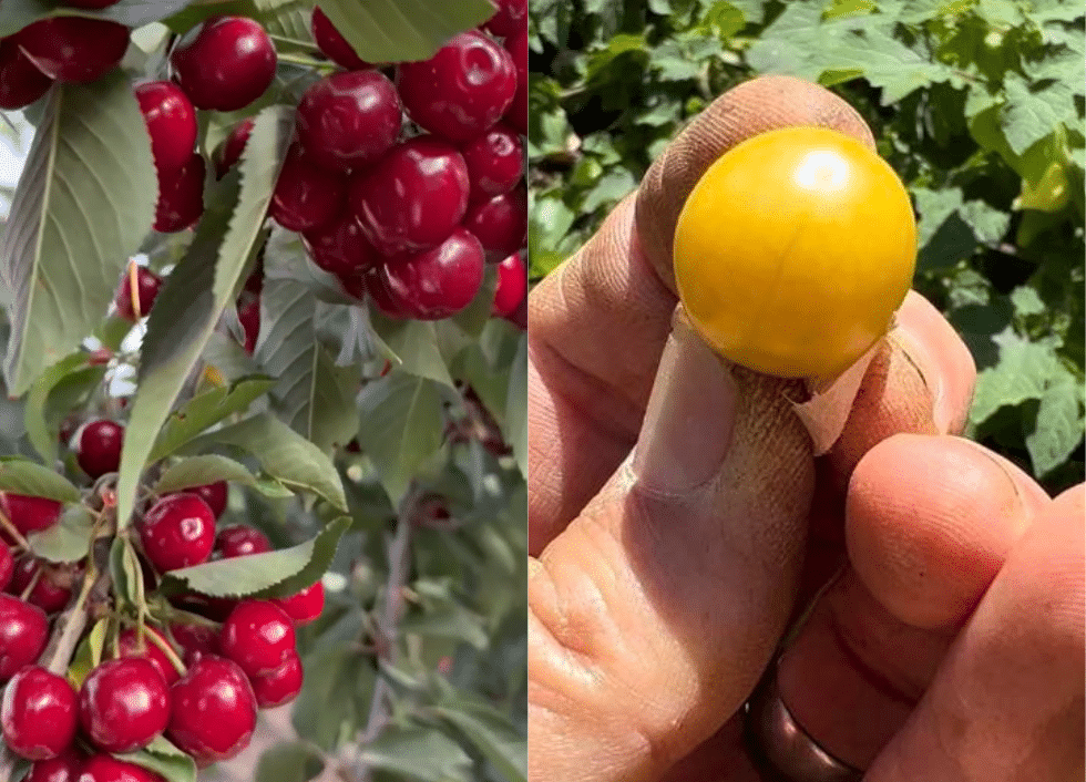 ground cherry vs. common cherry