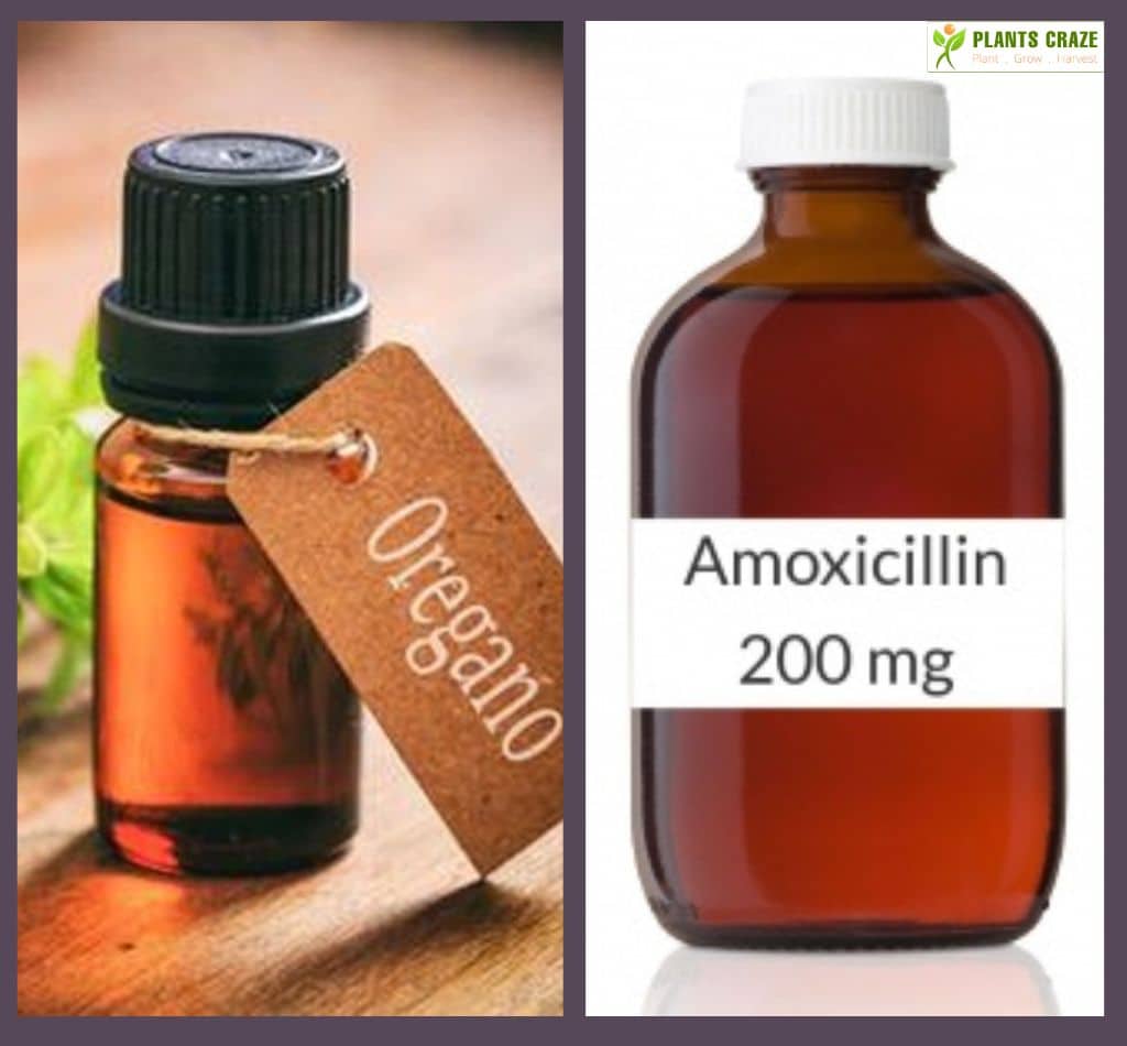 Oregano oil on the left Amoxicillin on the right