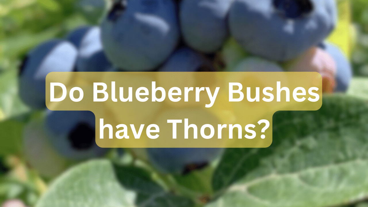 Do Blueberry Bushes Have Thorns? Expert Guide For All
