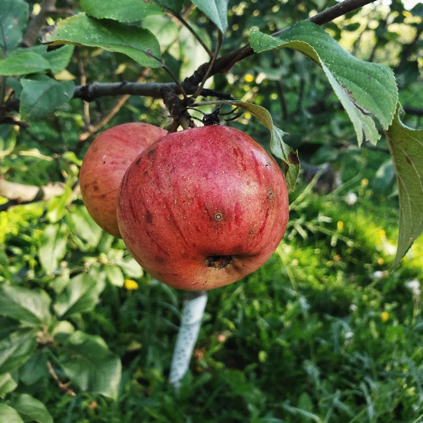 Red apple on a tree