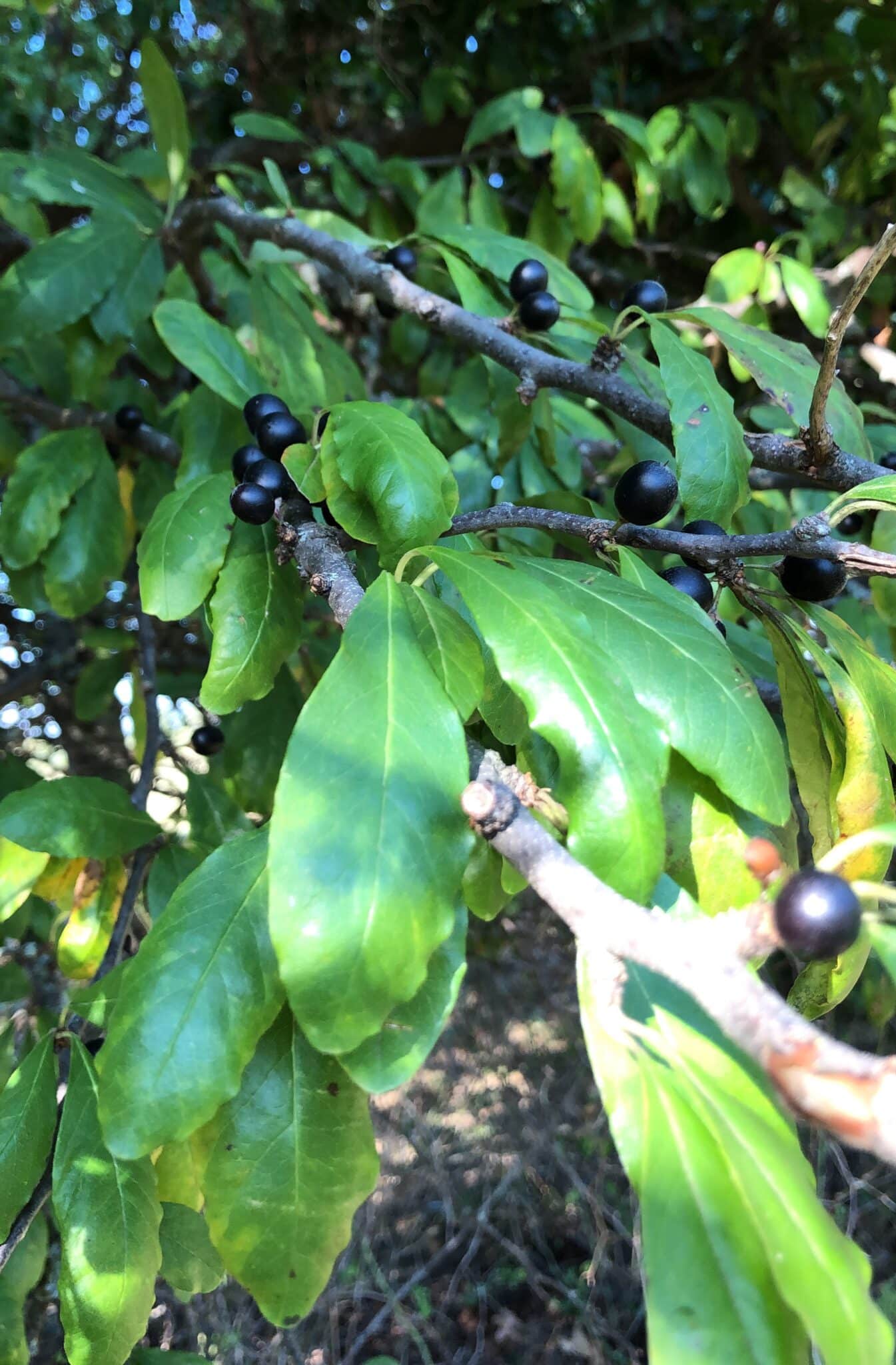 blueberry bushes have thorns