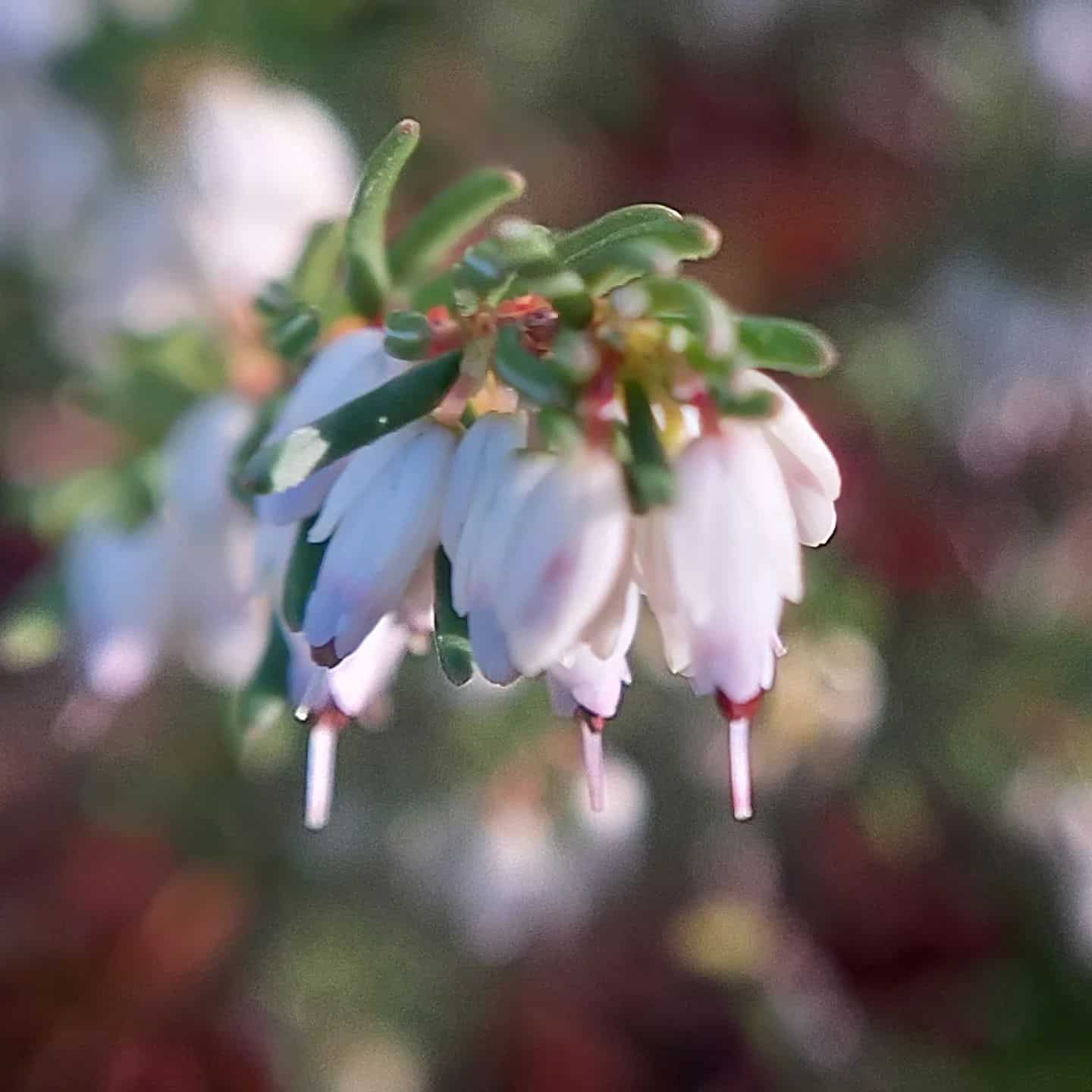 Erica Flower Meaning: Everything You Need To Know