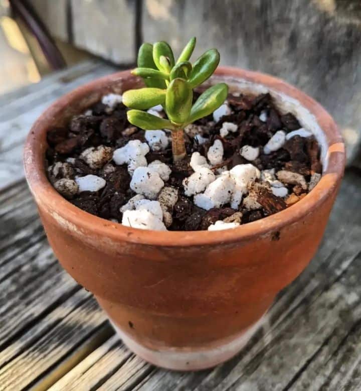 Hole In Jade Plant? Learn Everything Before You Treat It