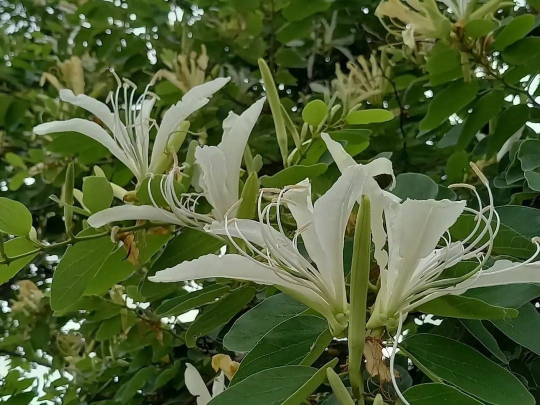 Top 5+ Moronel Plant Benefits You Should Know