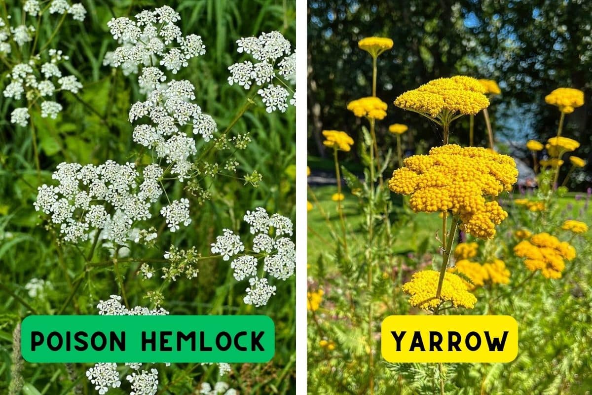 poison hemlock vs yarrow