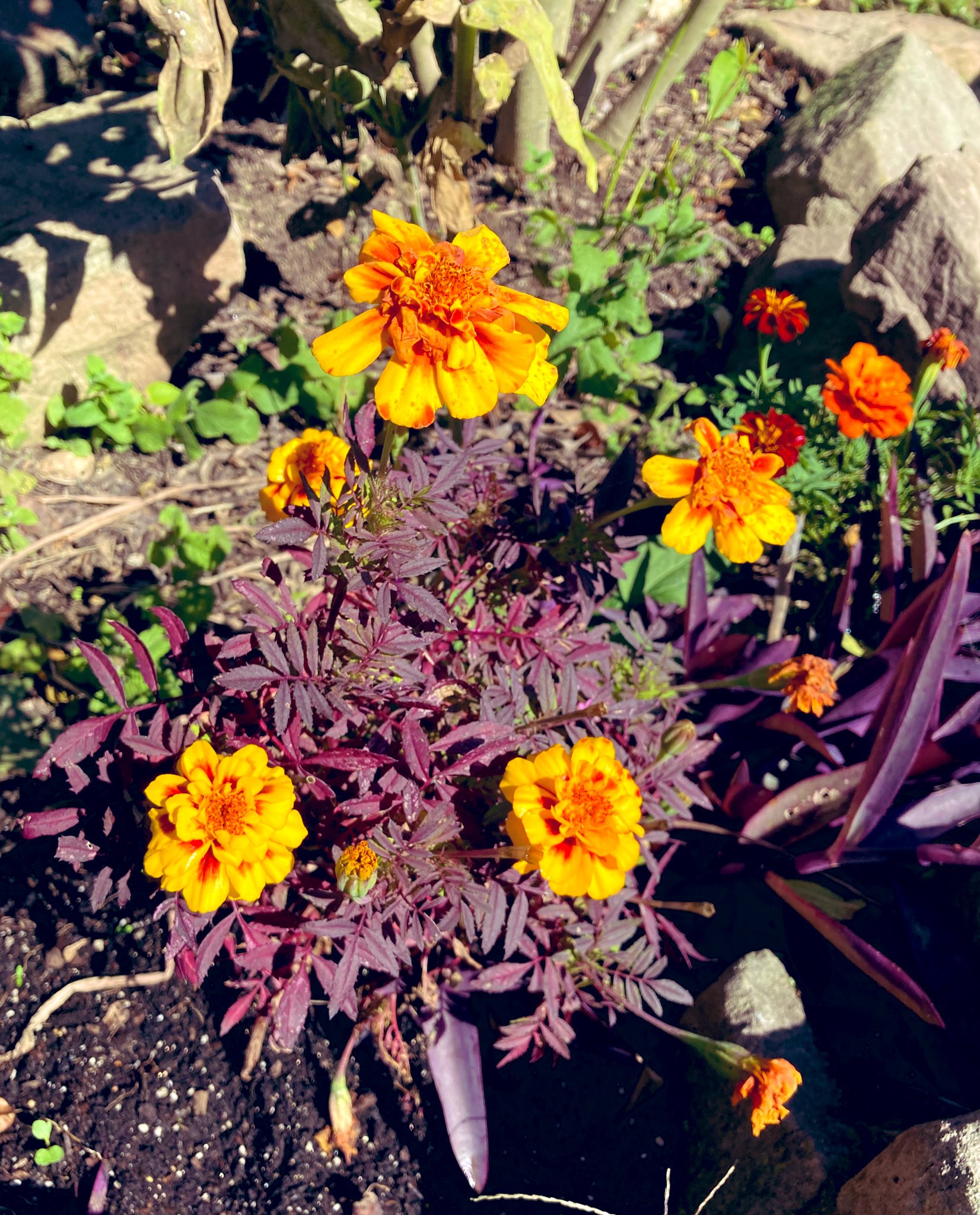 marigold leaves turning red