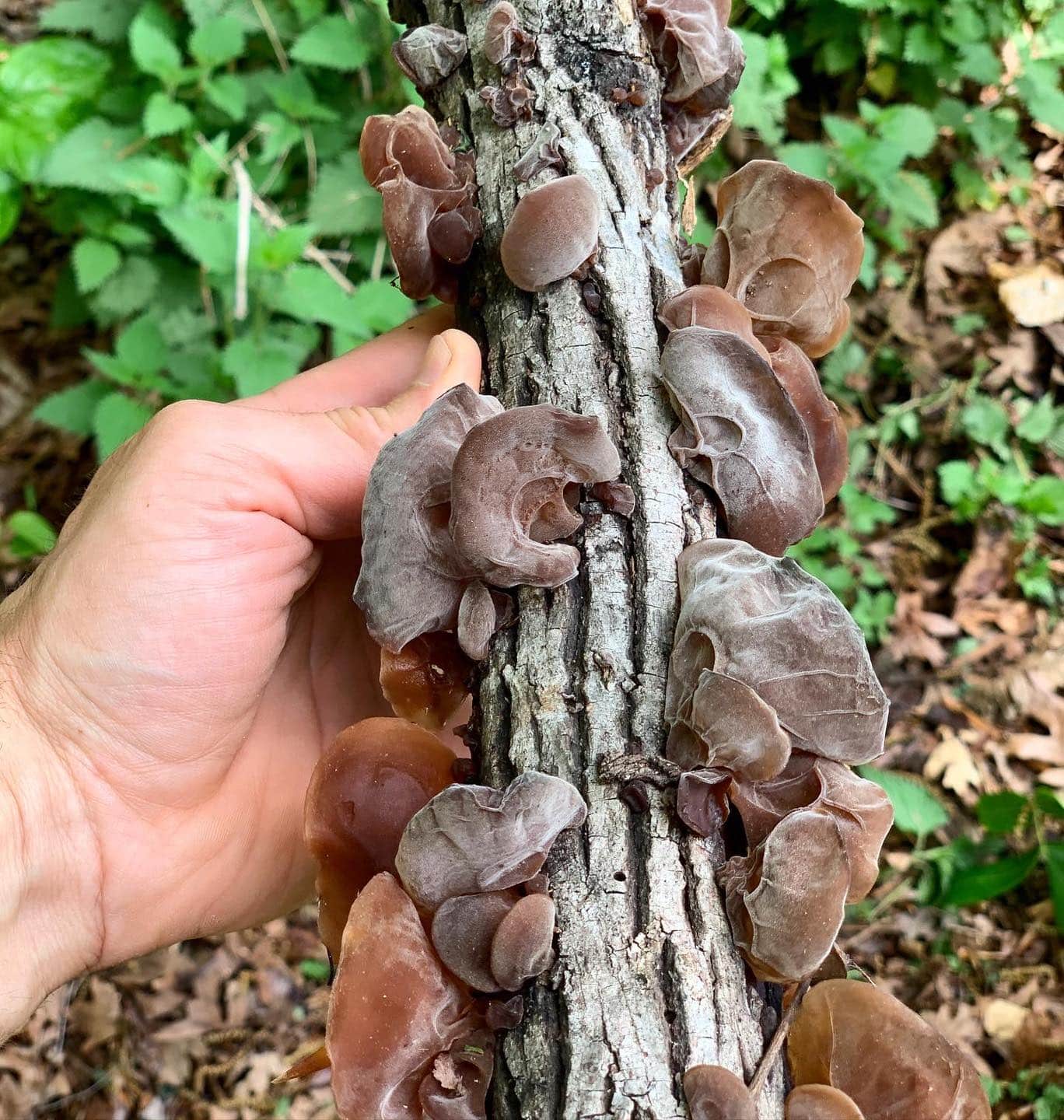 wood ear mushroom on wood