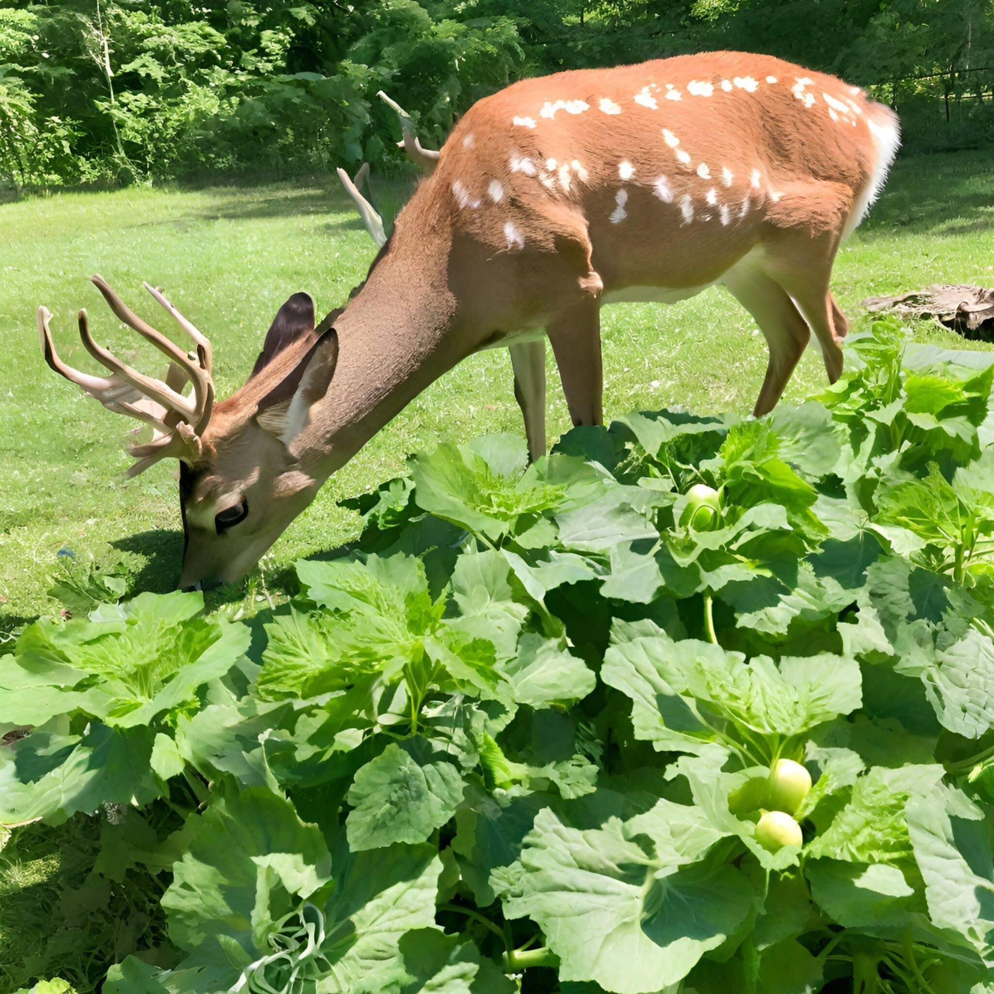 Deer eating Cucumber plant