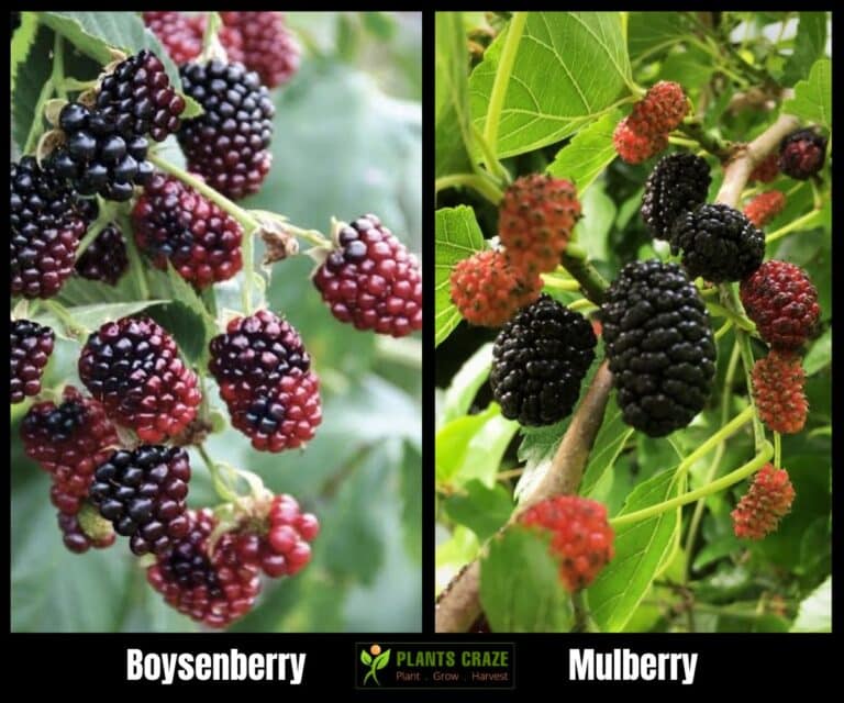 Boysenberry Vs Mulberry What You Need To Know