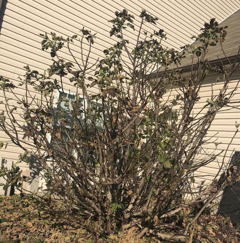 Is Fig Tree Dormant Or Dead? [Condition Explained]