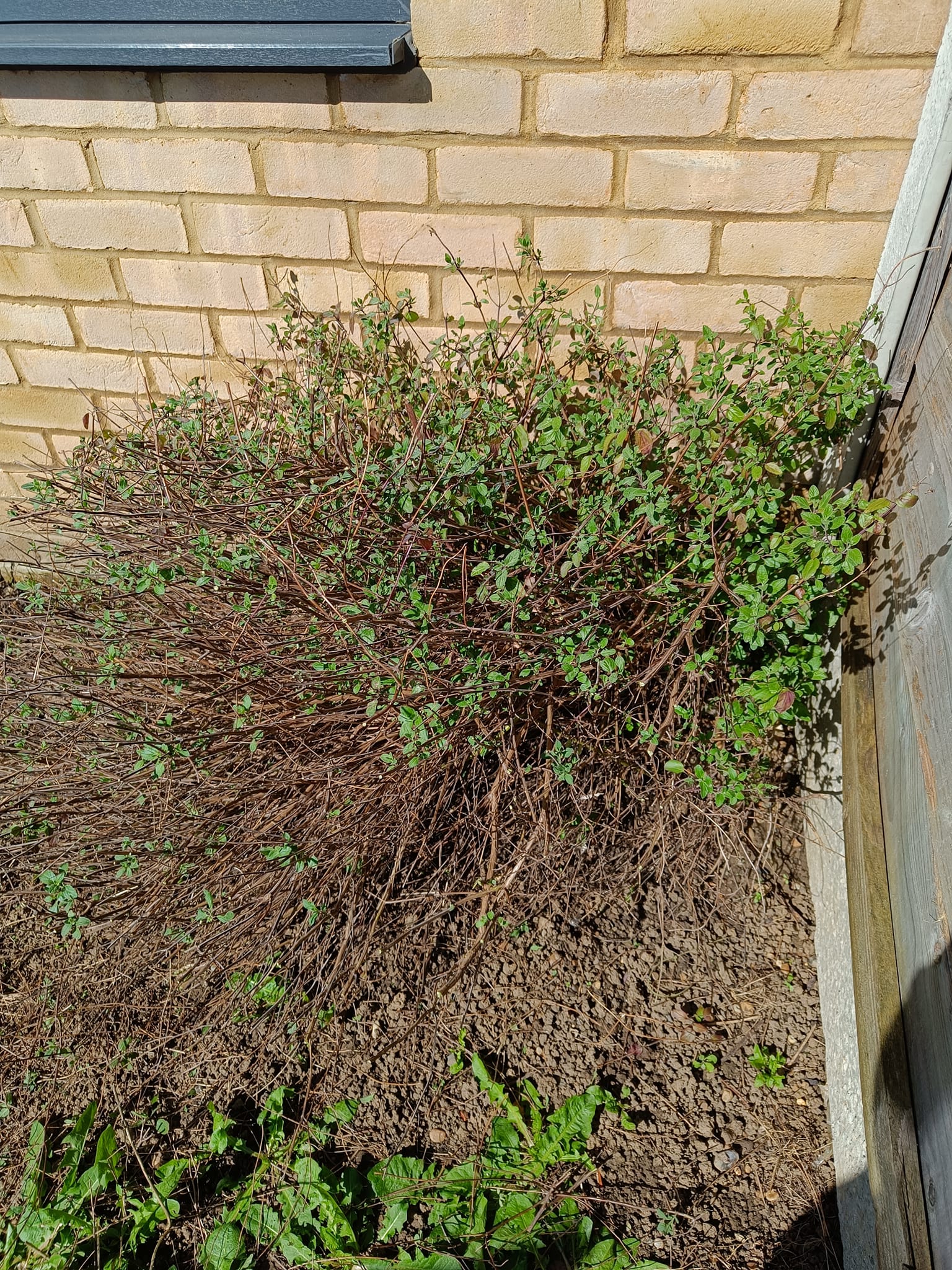 Hot Lips plant in dormancy