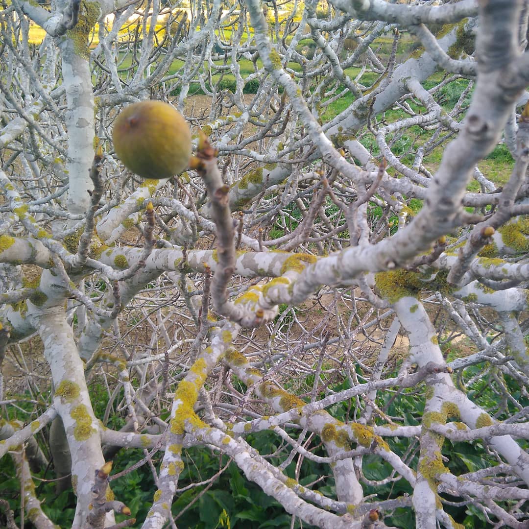 Is Fig Tree Dormant Or Dead? [Condition Explained]