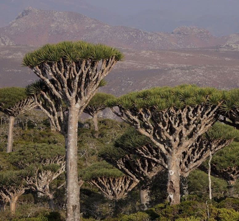 Dragon Blood Trees