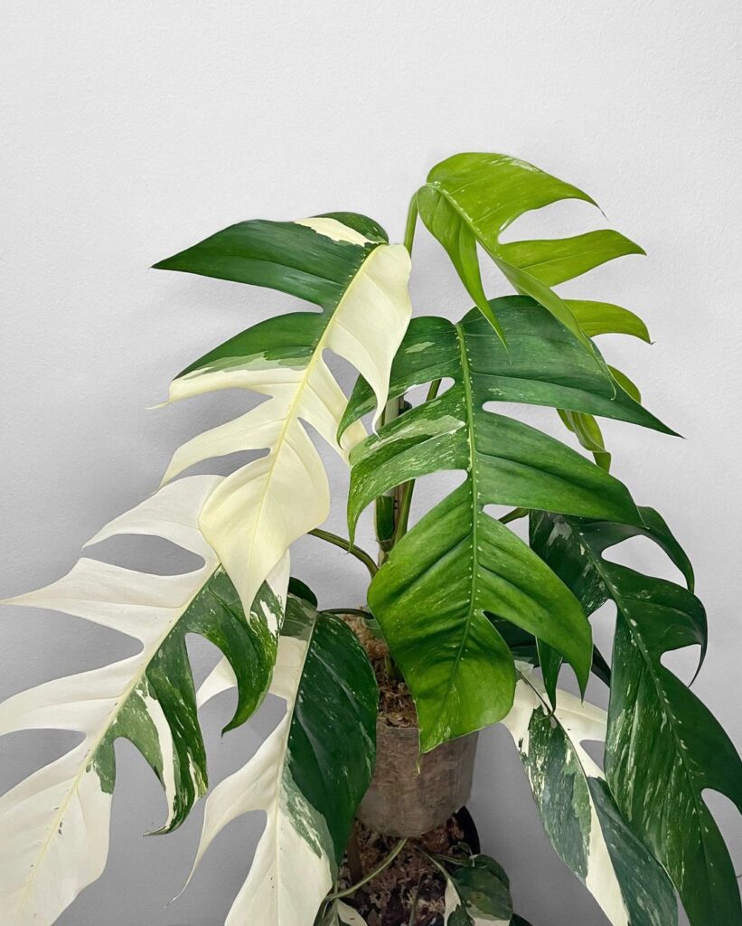 dragon-tail-benefits-everything-you-need-to-know