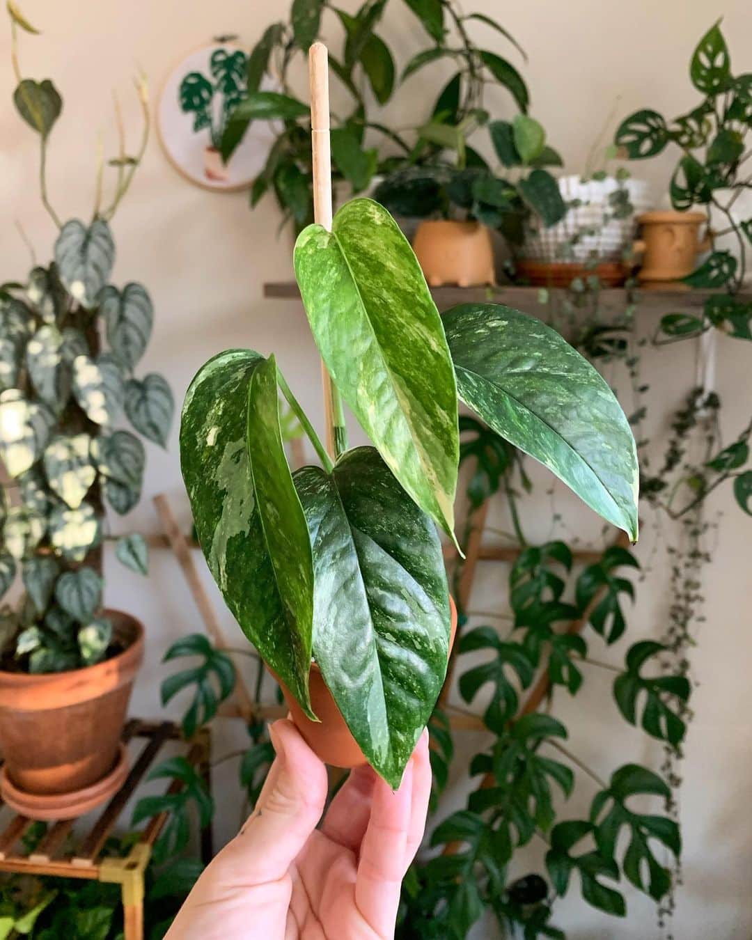 Dragon tail plant indoors