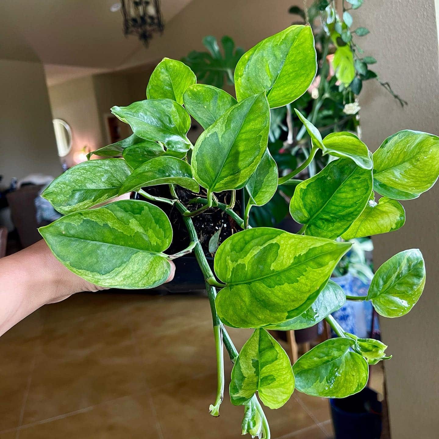 Beautiful heart-shaped leaves of Lizard Queen Pothos.