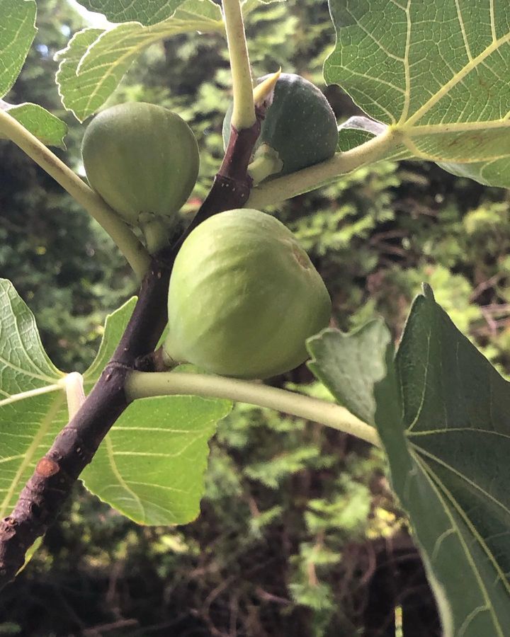 Fruits in a Fig tree