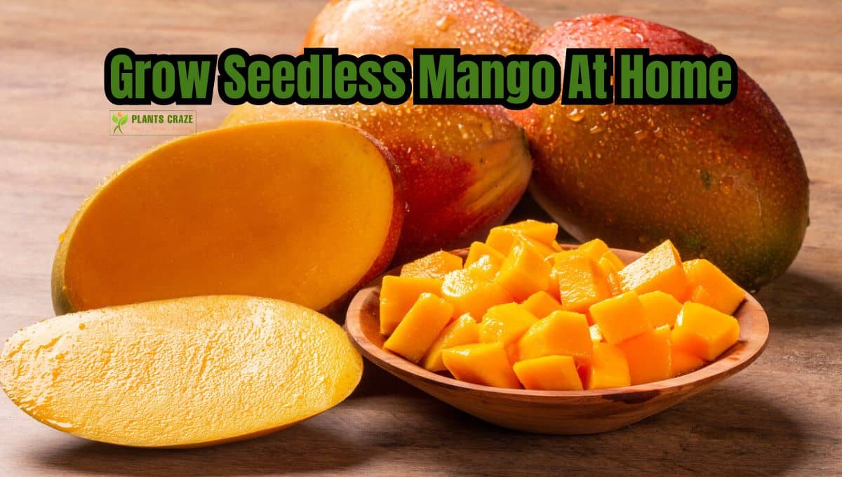 Seedless Mango