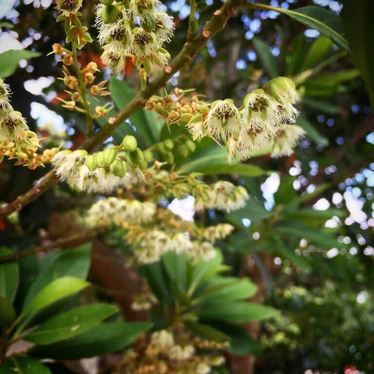 Japanese Blueberry Tree Pros And Cons