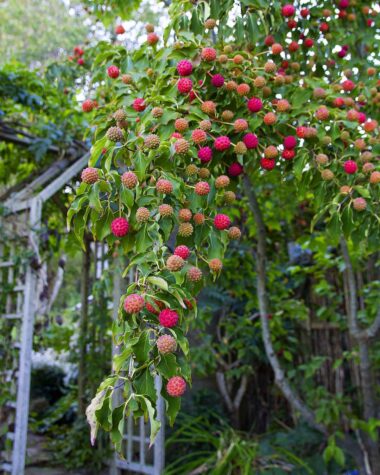 Is Kousa Dogwood Fruit Edible? Fruit Benefits With Toxicity