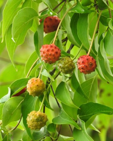 Is Kousa Dogwood Fruit Edible? Fruit Benefits With Toxicity