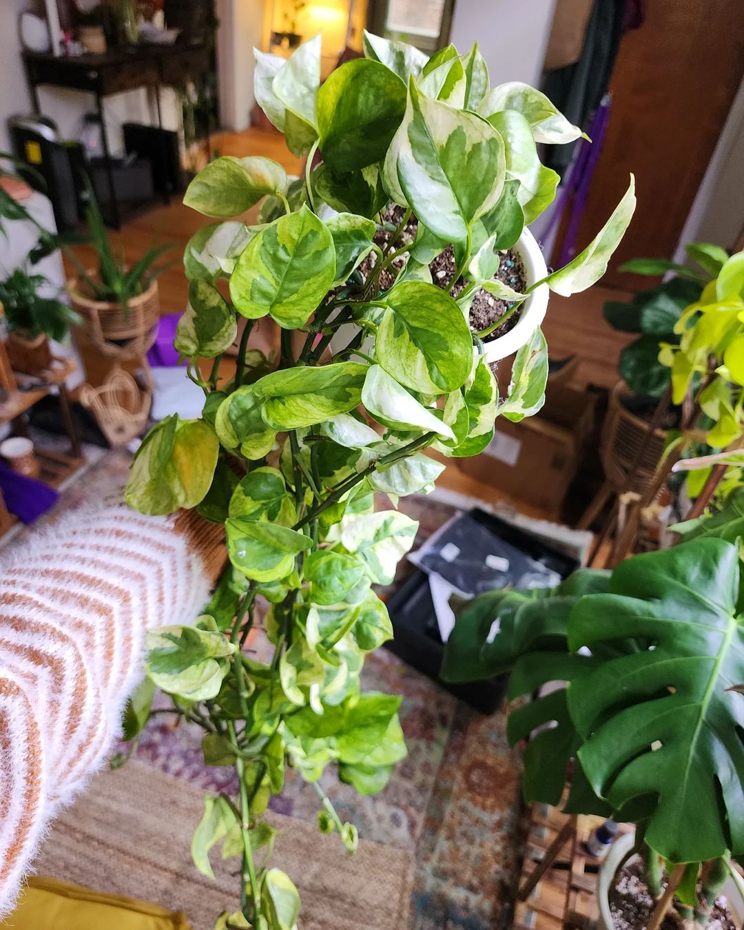 Variegated leaves of Lizard Queen Pothos.