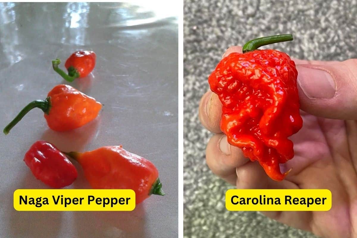 Naga Viper Pepper vs Carolina Reaper comparison