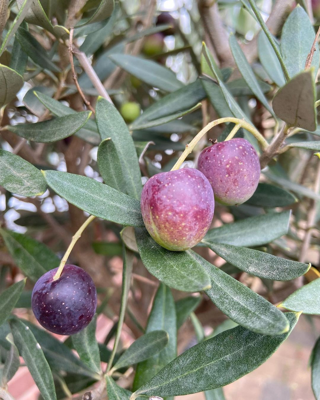 Is My Olive Tree Dead or Dormant? Here's How to Tell