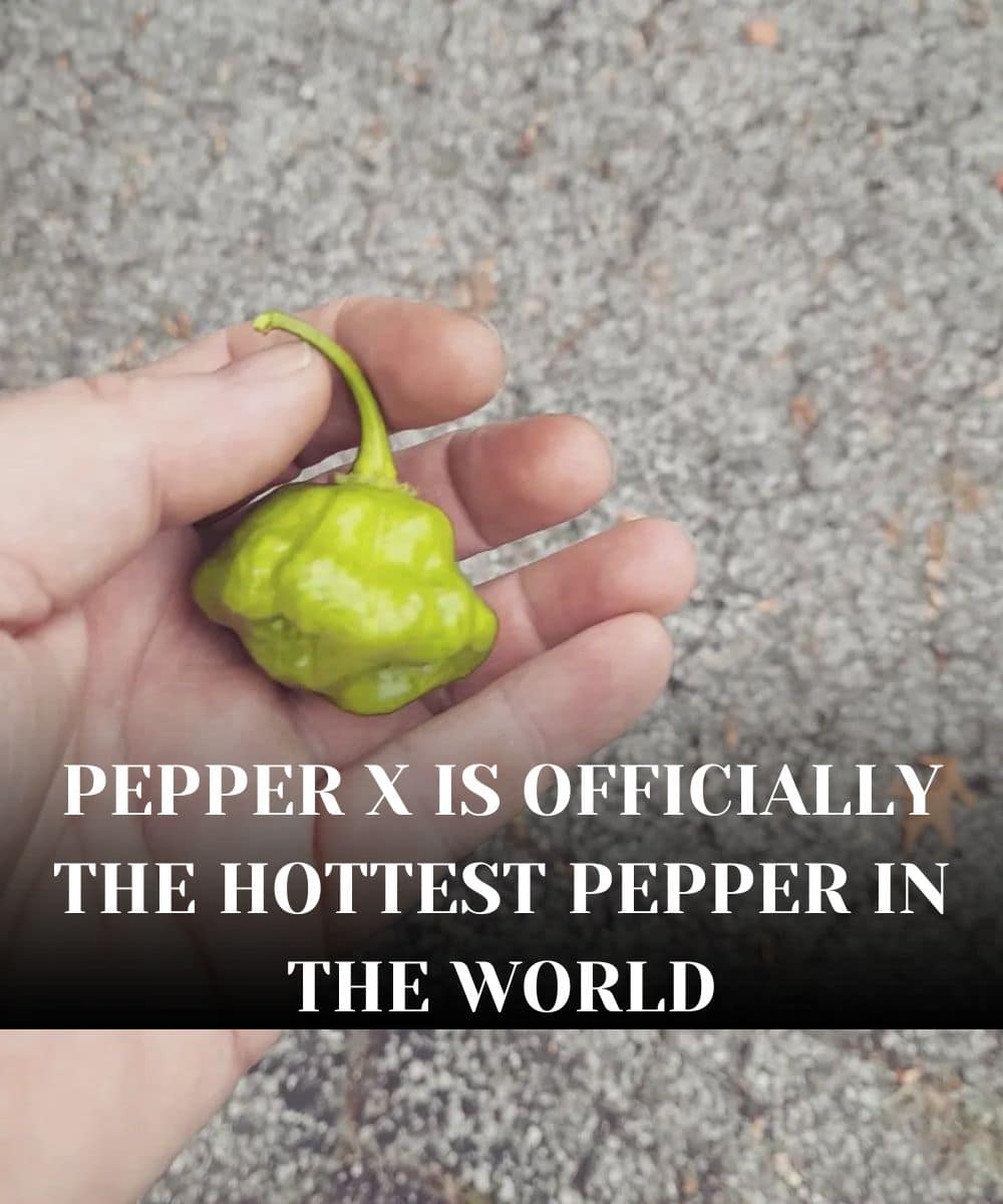 Pepper X official Status