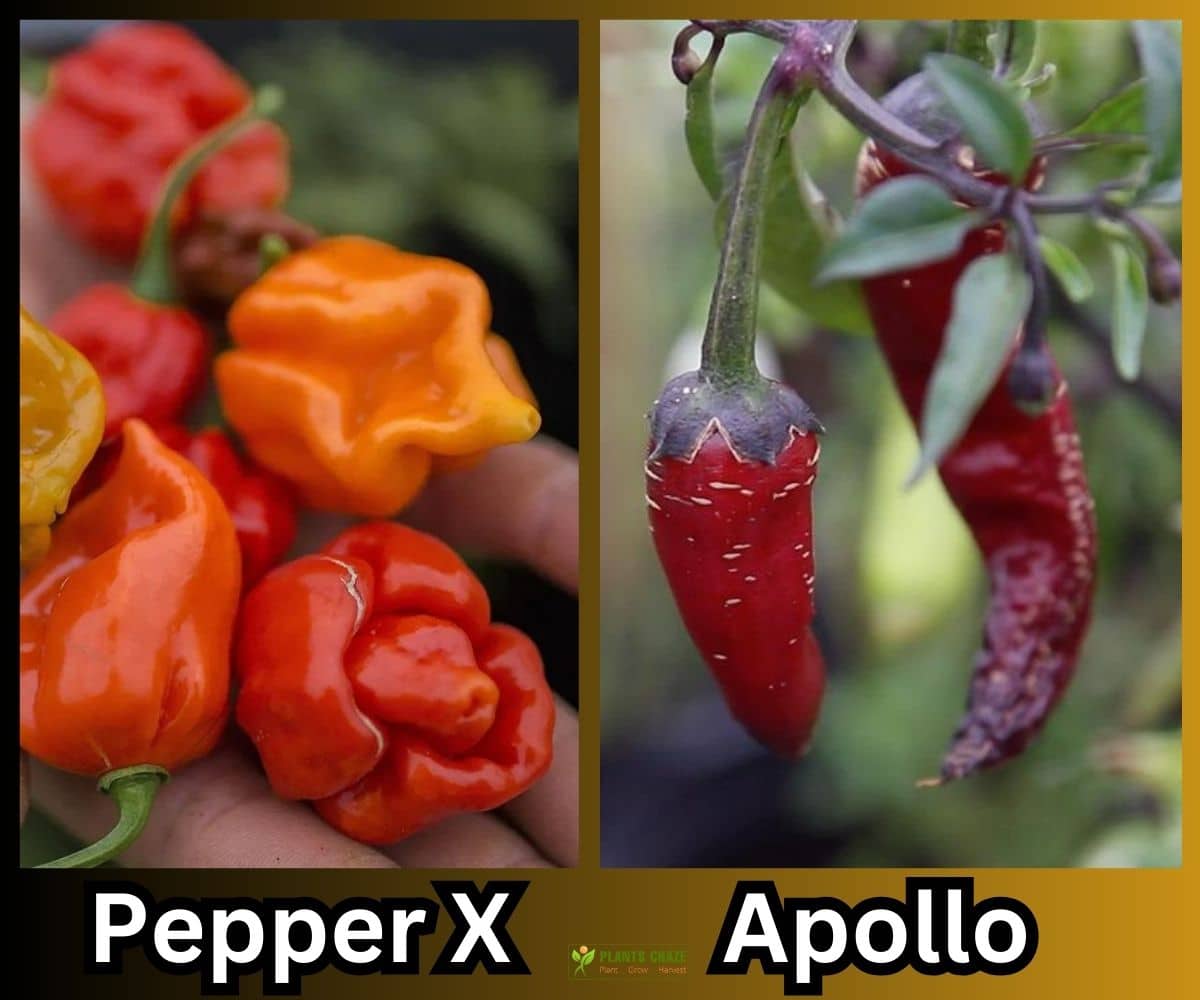 Pepper X on the left vs Apollo on the right