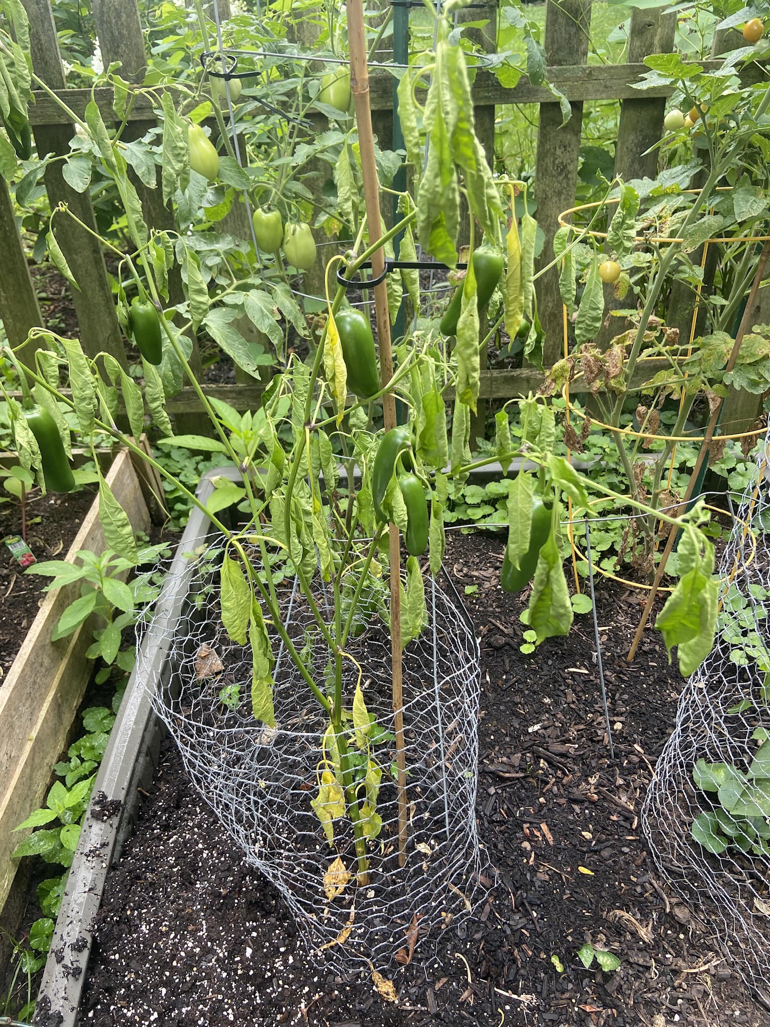 Peppers not turning red due to improper watering