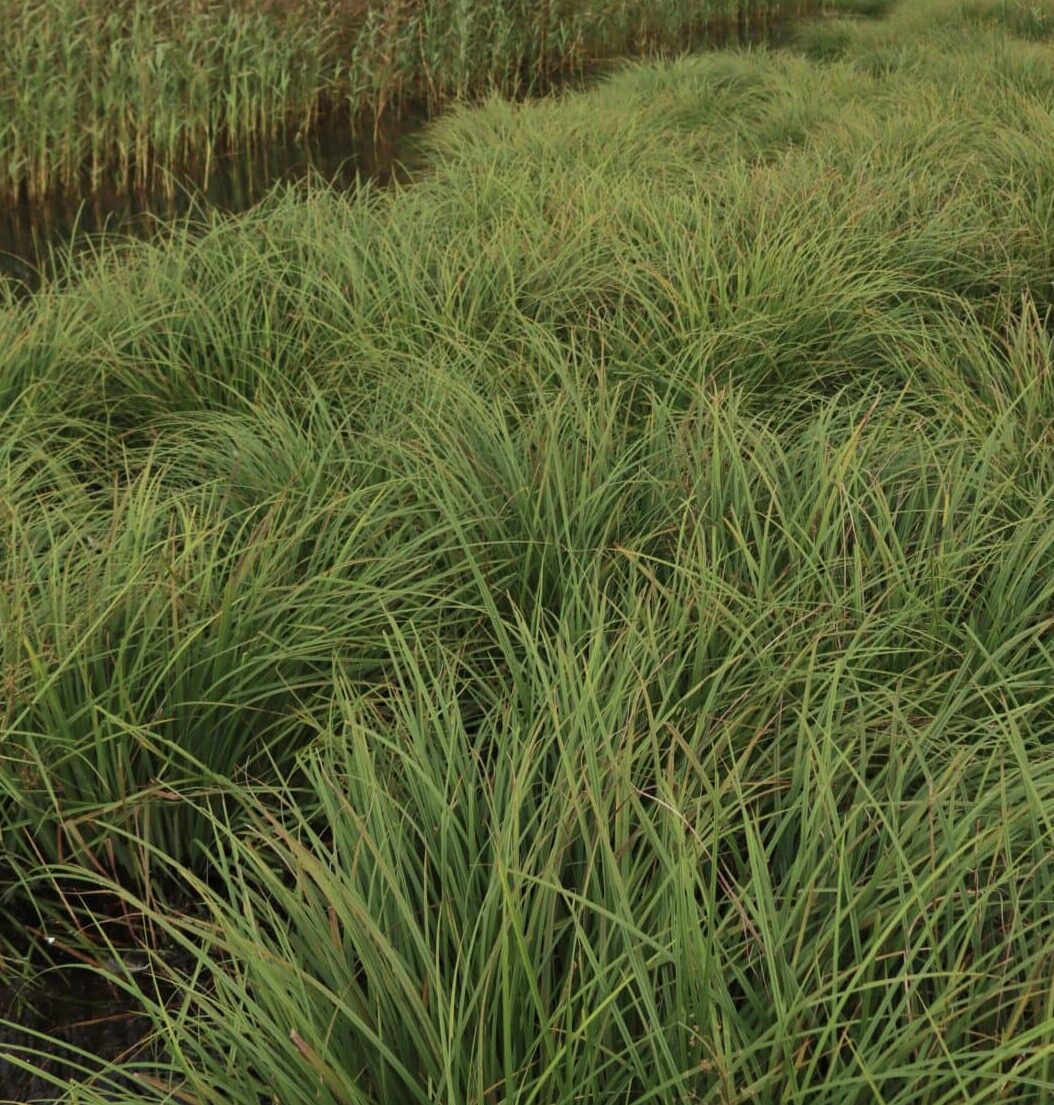 Sedge can grow in full potential in wetlands.