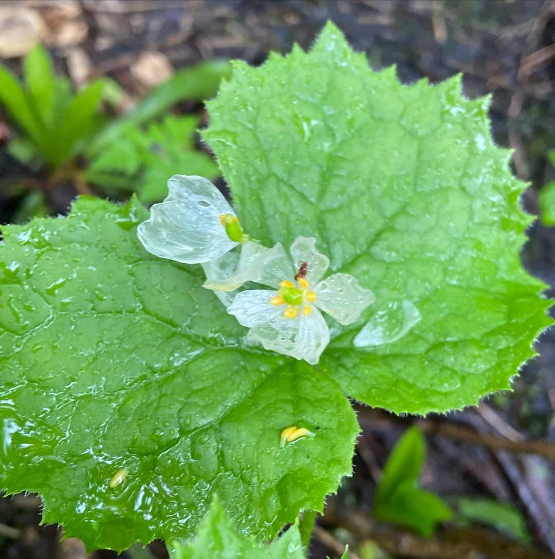 Skeleton flower with transparent petals.